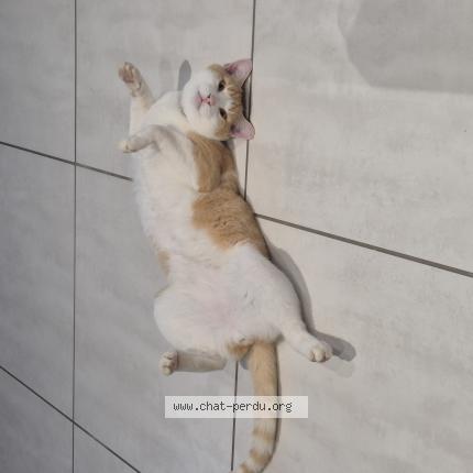 Foto 1/1 Yuki Chat perdido en Ponchateau