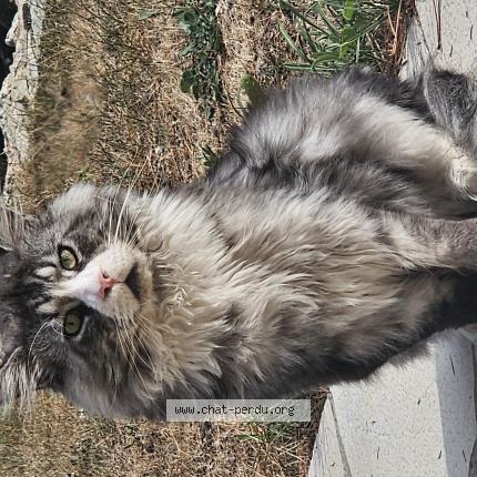 Foto 1/1 Takeuchi Chat perdido en Peymeinade