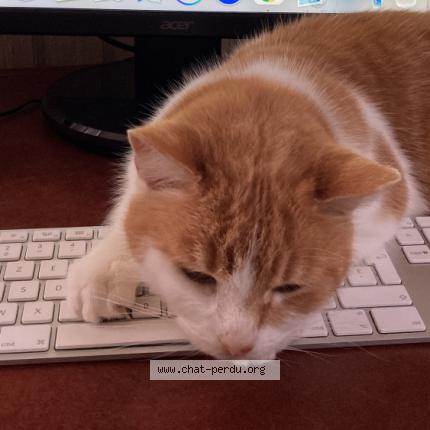 Foto 1/1 Glu Chat perdido en Montlucon