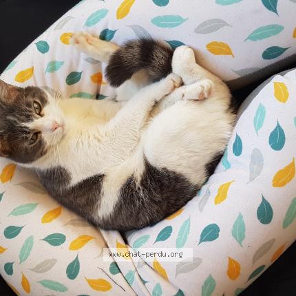 Foto 1/1 Molette Chat perdido en Casseneuil