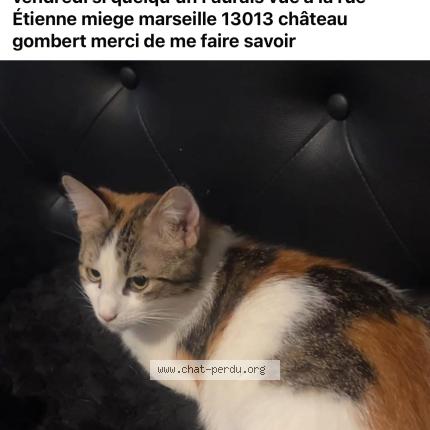 Foto 1/1 Maxou Chat perdido en Marseille 13