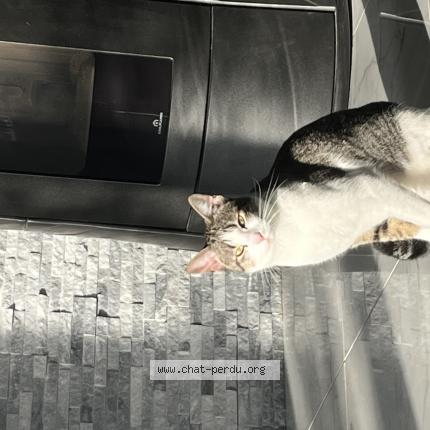 Foto 1/1 Skoty Chat perdido en Saclas