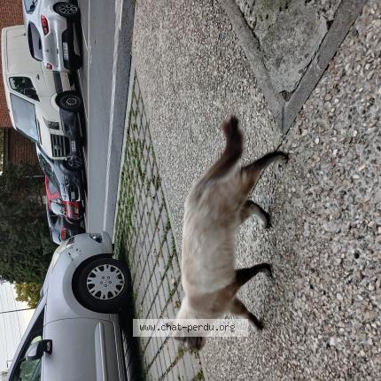 Foto 1/1 Gato encontrado Encontrado en Hellemmes