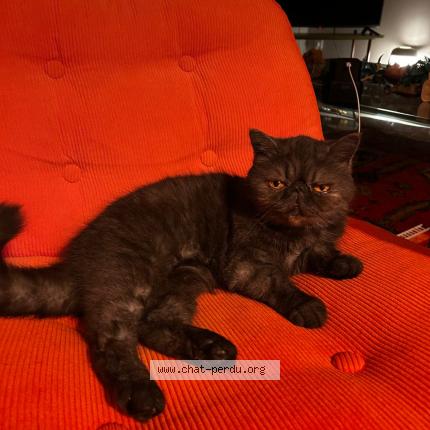 Foto 1/1 Romance Chat perdido en Anduze