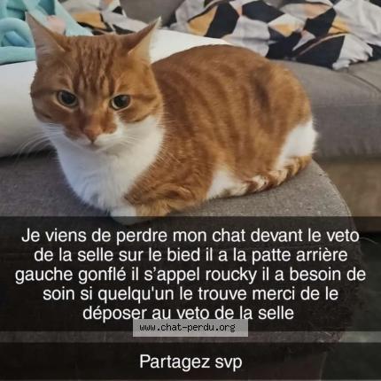 Foto 1/1 Roucky Chat perdido en La selle sur le bied