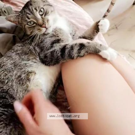 Foto 1/1 Chazz Chat perdido en London