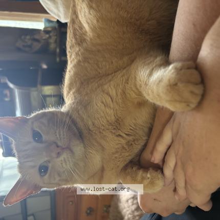 Foto 1/1 Alani Chat perdido en Tucson