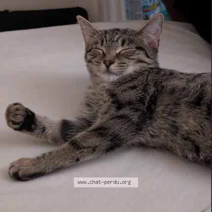 Foto 1/1 Poupoune Chat perdido en Longueuil