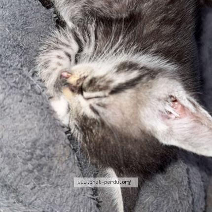 Foto 1/1 Minette Chat perdido en Saint just