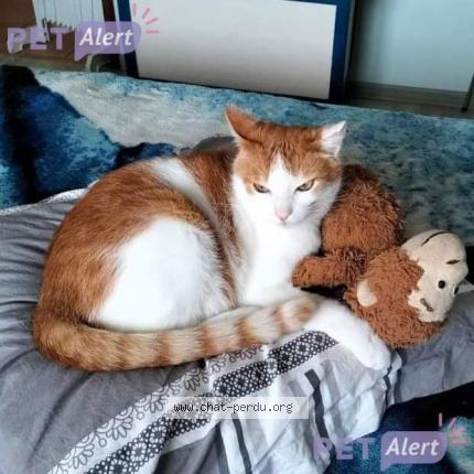 Foto 1/1 Benjy Chat perdido en Saint laurent sur mer