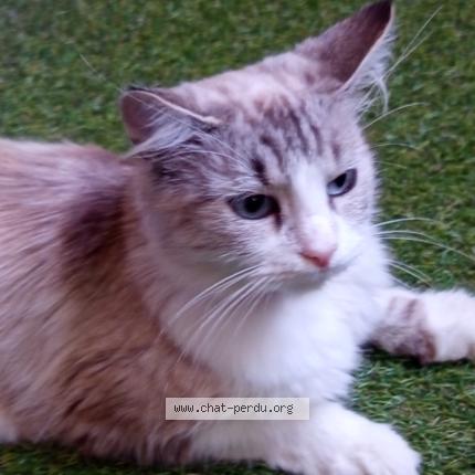 Foto 1/1 Gato encontrado Encontrado en Metz