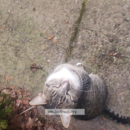 Foto 1/1 Black Chat perdido en Portland