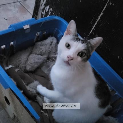 Foto 1/1 Minette Chat perdido en St yorre