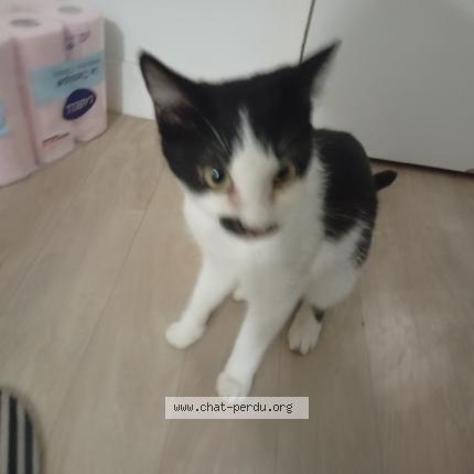 Foto 1/1 Gato encontrado Encontrado en Nort sur erdre