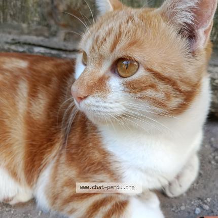 Foto 1/1 Minoush Chat perdido en Moissac