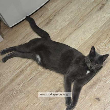 Foto 1/1 Duchesse Chat perdido en Le pouliguen