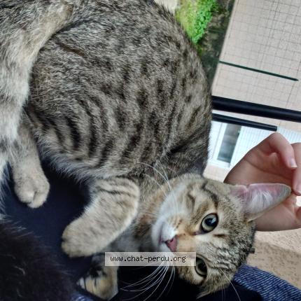 Foto 1/1 Gato encontrado Encontrado en Pontcharra