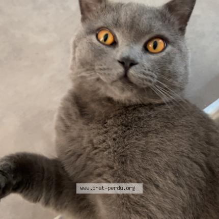 Foto 1/1 Minni Chat perdido en Dole