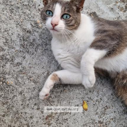 Foto 1/1 Tigrou Minou Chat perdido en Livry gargan