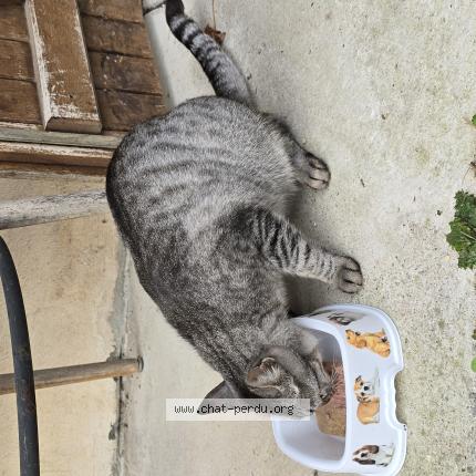 Foto 1/1 Gato encontrado Encontrado en Poisat