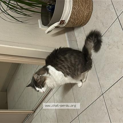 Foto 1/1 Pilou Chat perdido en Segonzac
