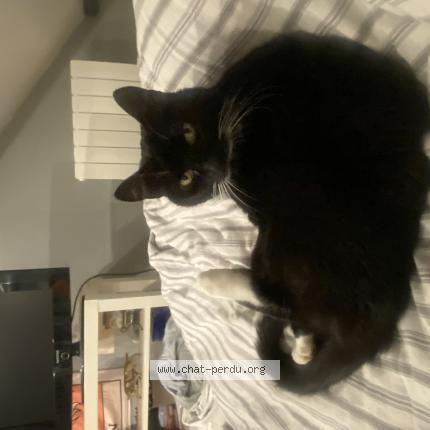 Foto 1/1 Minette Chat perdido en Chauconin neufmontiers