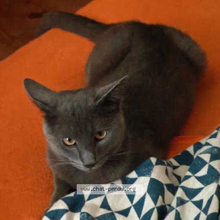 Foto 1/1 Foxie Chat perdido en Valence