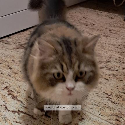 Foto 1/1 Tchoupi Chat perdido en Lamnay