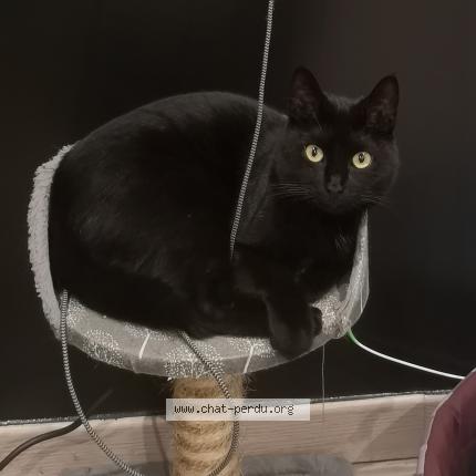 Foto 1/1 Tchoupy Chat perdido en Cardan