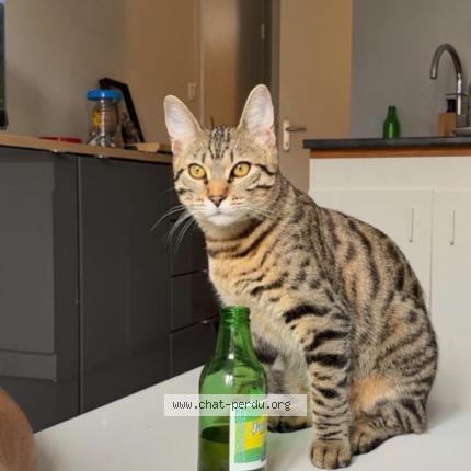 Foto 1/1 Ninja Chat perdido en Le montet