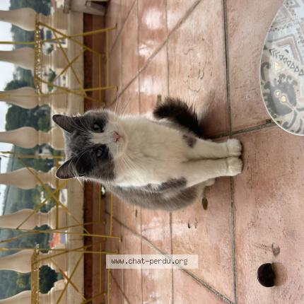 Foto 1/1 Gato encontrado Encontrado en Marseille