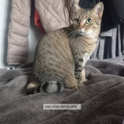 Foto 1/1 Nala Chat perdido en Sampzon