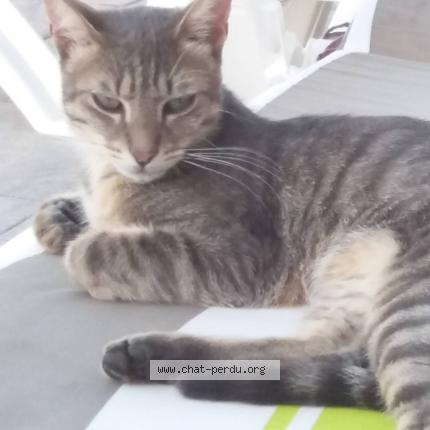 Foto 1/1 Pilou Chat perdido en Labastidette