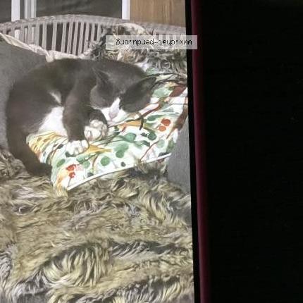 Foto 2/2 Leo Chat perdido en Ste marthe sur le lac