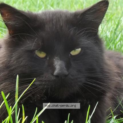 Foto 1/1 oboy Chat perdido en Pontonx sur l adour