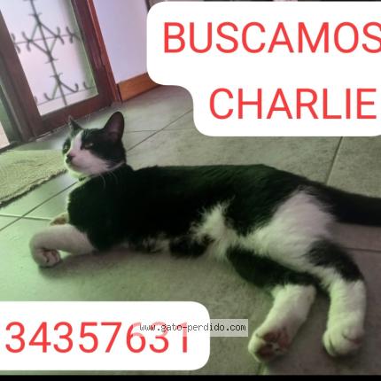 Foto 1/1 Charlie Chat perdido en Ramos mejia