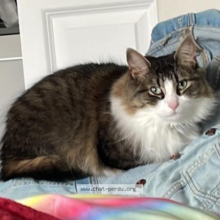 Foto 1/1 Tila Chat perdido en Laval