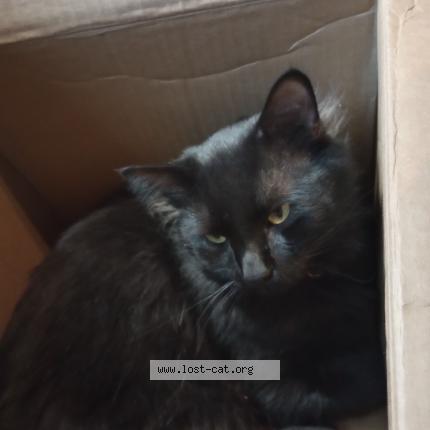 Foto 1/1 Harley Chat perdido en Reno