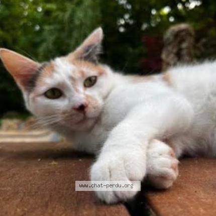 Foto 1/1 Luna Chat perdido en Brunoy