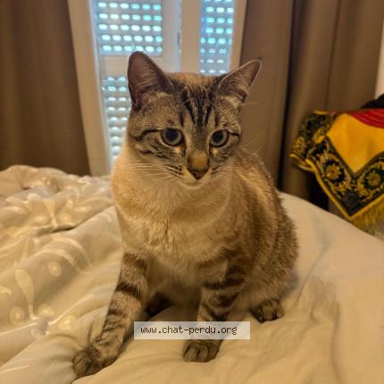 Foto 1/1 Miminne Chat perdido en Villeneuve la garenne