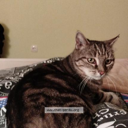 Foto 1/1 Mimine Chat perdido en Nice