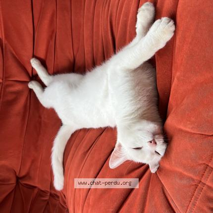 Foto 1/1 GiPiTi Chat perdido en Ceron