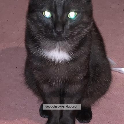 Foto 1/1 Pooky Chat perdido en St germain des pres