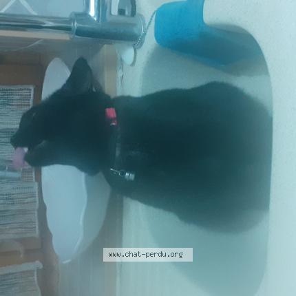 Foto 1/1 Mina Chat perdido en Cuers