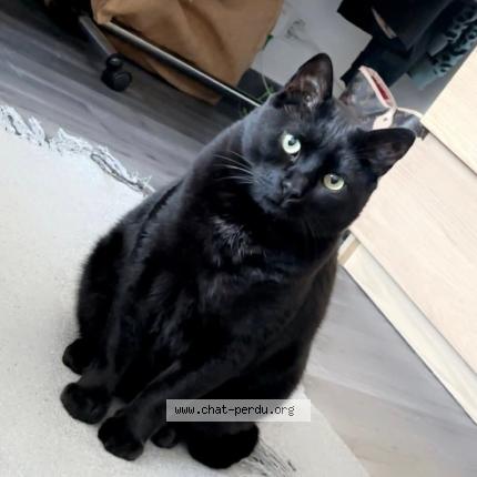 Foto 1/1 Sparow Chat perdido en Naucelle