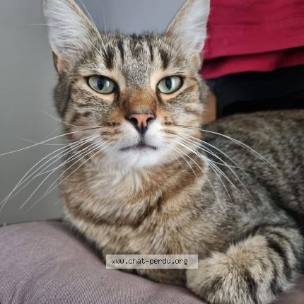 Foto 1/1 Stanley Chat perdido en Antony