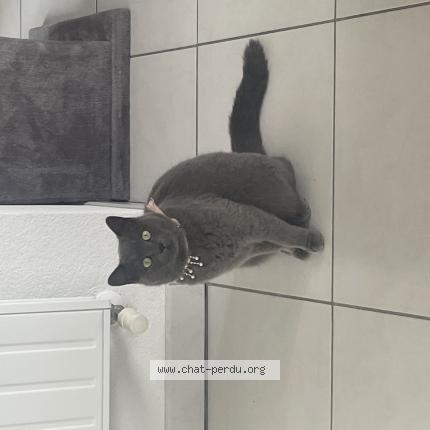 Foto 1/1 Yummy Chat perdido en Cornebarrieu