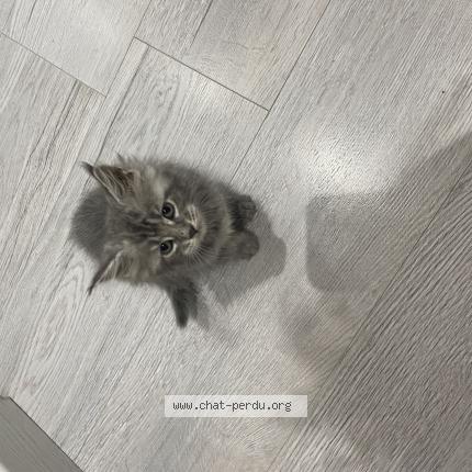 Foto 1/1 Chanel Chat perdido en Clermont ferrand