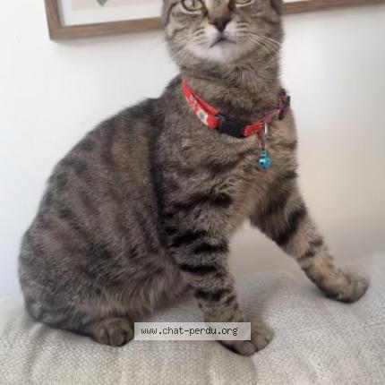 Foto 1/1 Timinou Chat perdido en Joliette