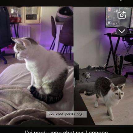 Foto 1/1 Simba Chat perdido en Langeac